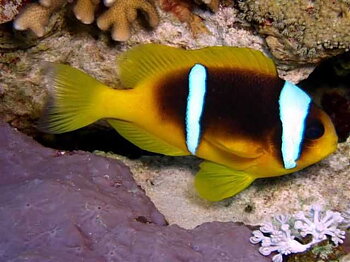 Amphirion Bicintus (reef safe)