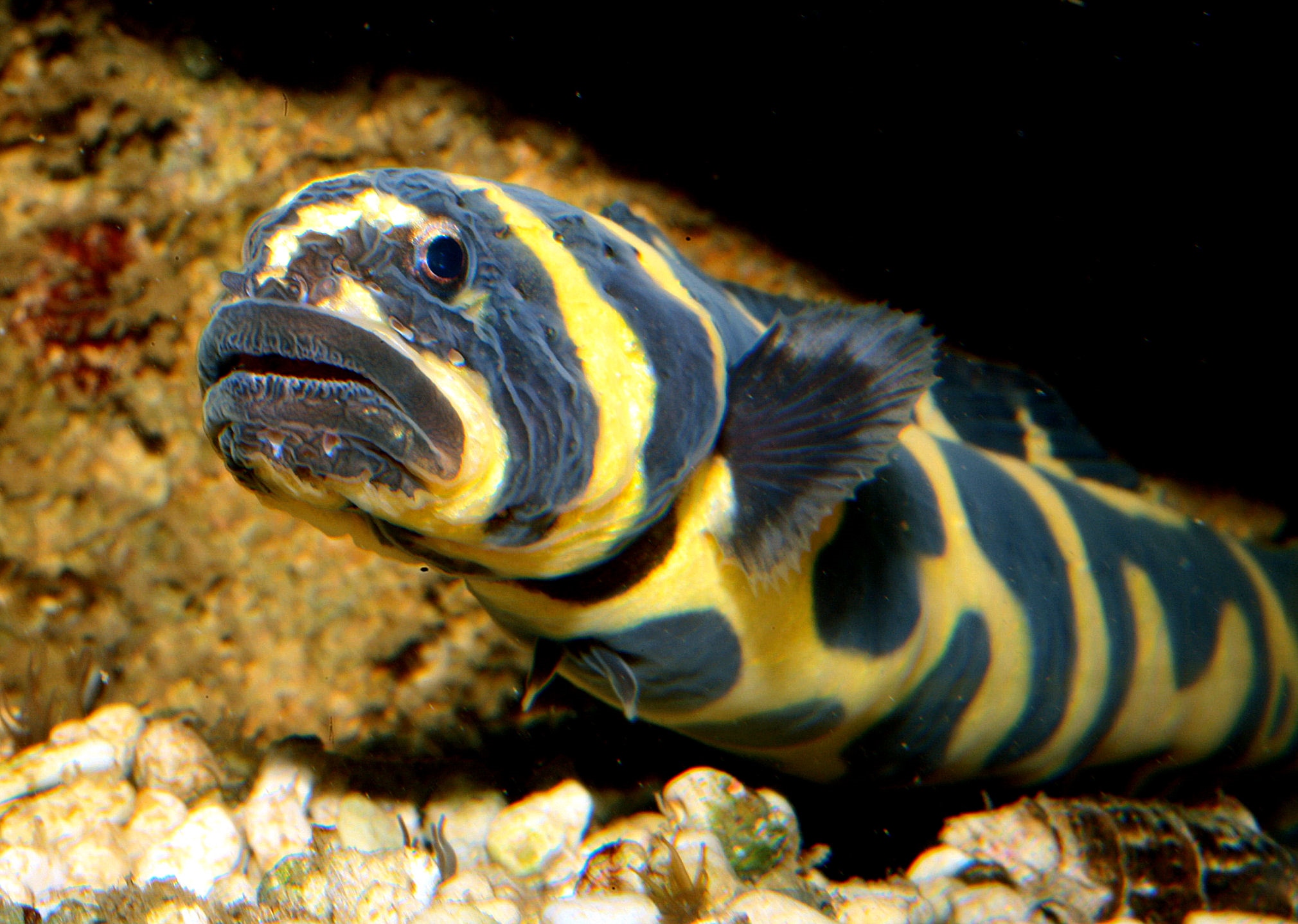 Pholidichthys leucotaenia (reef safe)