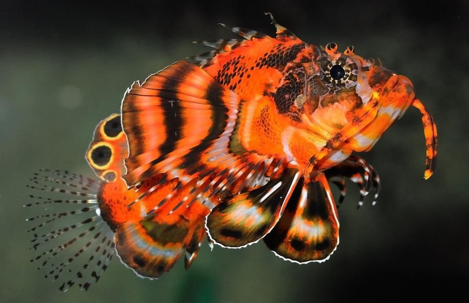 Dendrochirus biocellatus