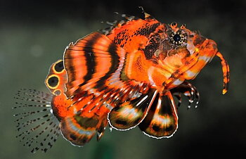 Dendrochirus biocellatus