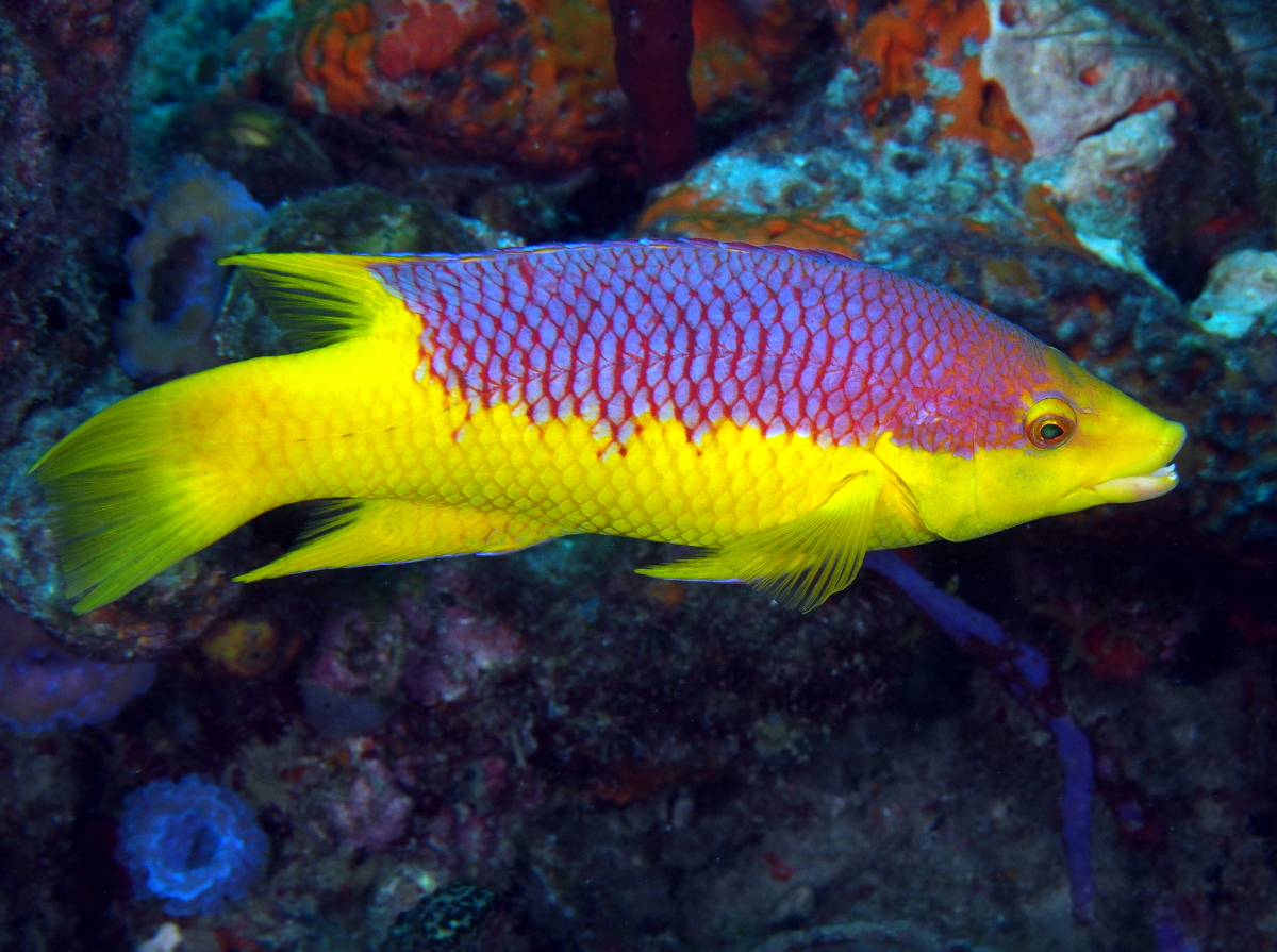 Bodianus rufus