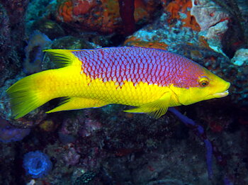 Bodianus rufus