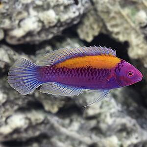 Cirrhilabrus aurantidorsalis
