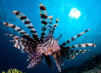 Pterois Antennata