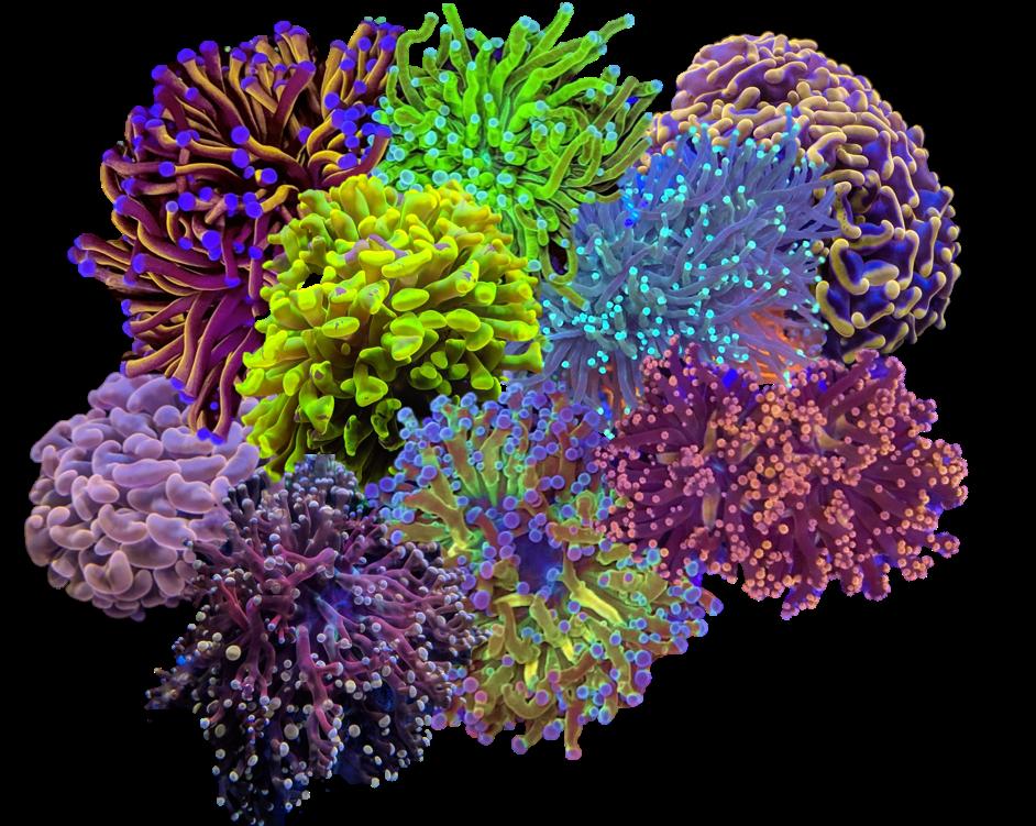 Euphyllia pack torch  "Salt I Västs choice"