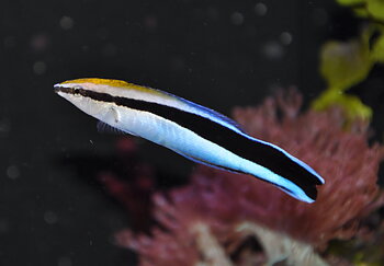 Labroides dimidiatus (reef safe)