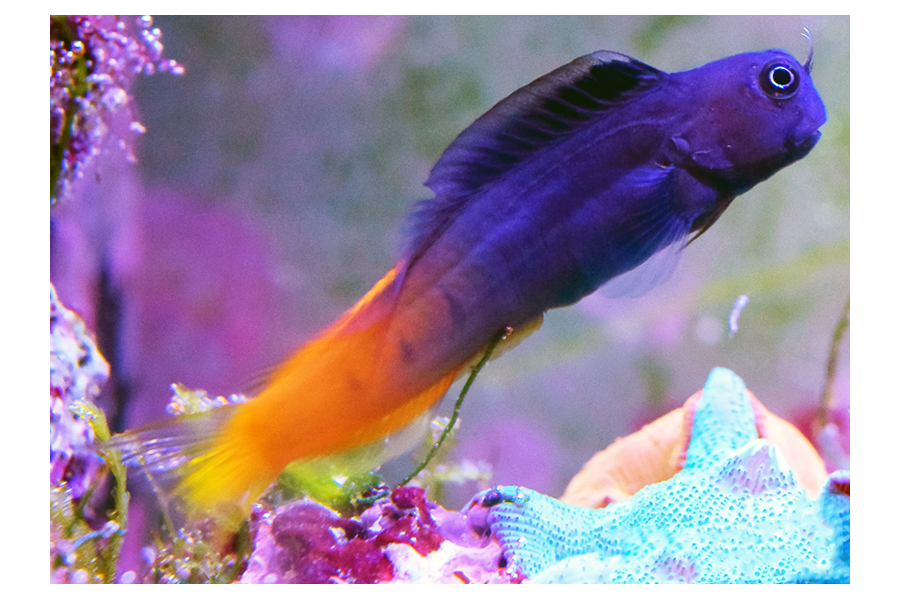 Ecsenius bicolour (reef safe with caution)