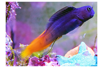 Ecsenius bicolour (reef safe with caution)