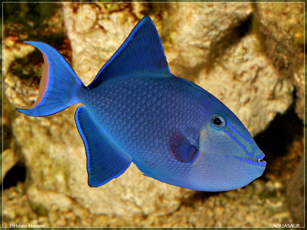 Odonus niger