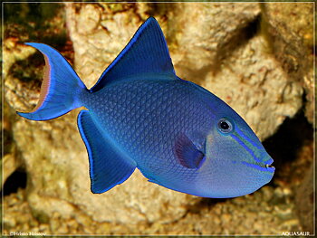 Odonus niger
