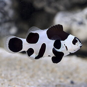 Amphirion ocellaris Black storm (reef safe)