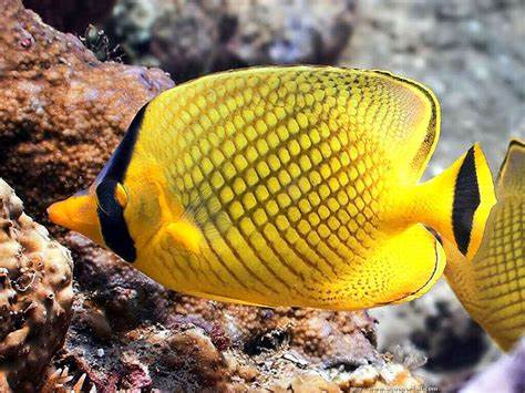 Chaetodon rafflesii