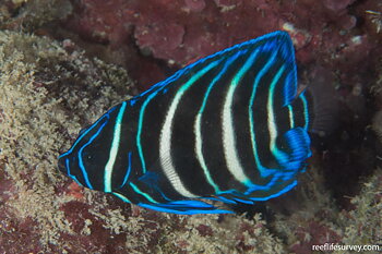 Pomacanthus sexstriatus Juvenile