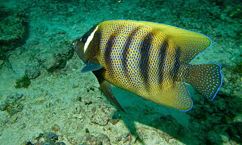 Pomacanthus sexstriatus adult