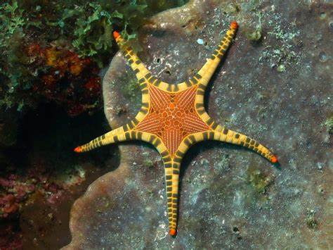  Iconaster longimanus (reef safe)