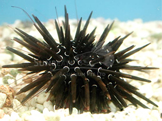 Parasalenia boninensis