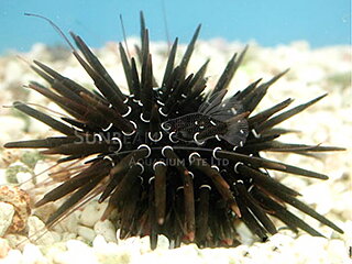 Parasalenia boninensis
