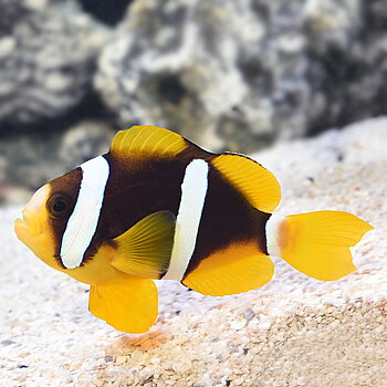 Amphiprion clarkii (reef safe)