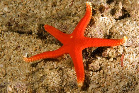  Fromia milleporella