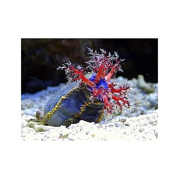 Paracucumaria tricolor