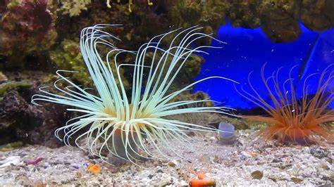 Cerianthus membranacus