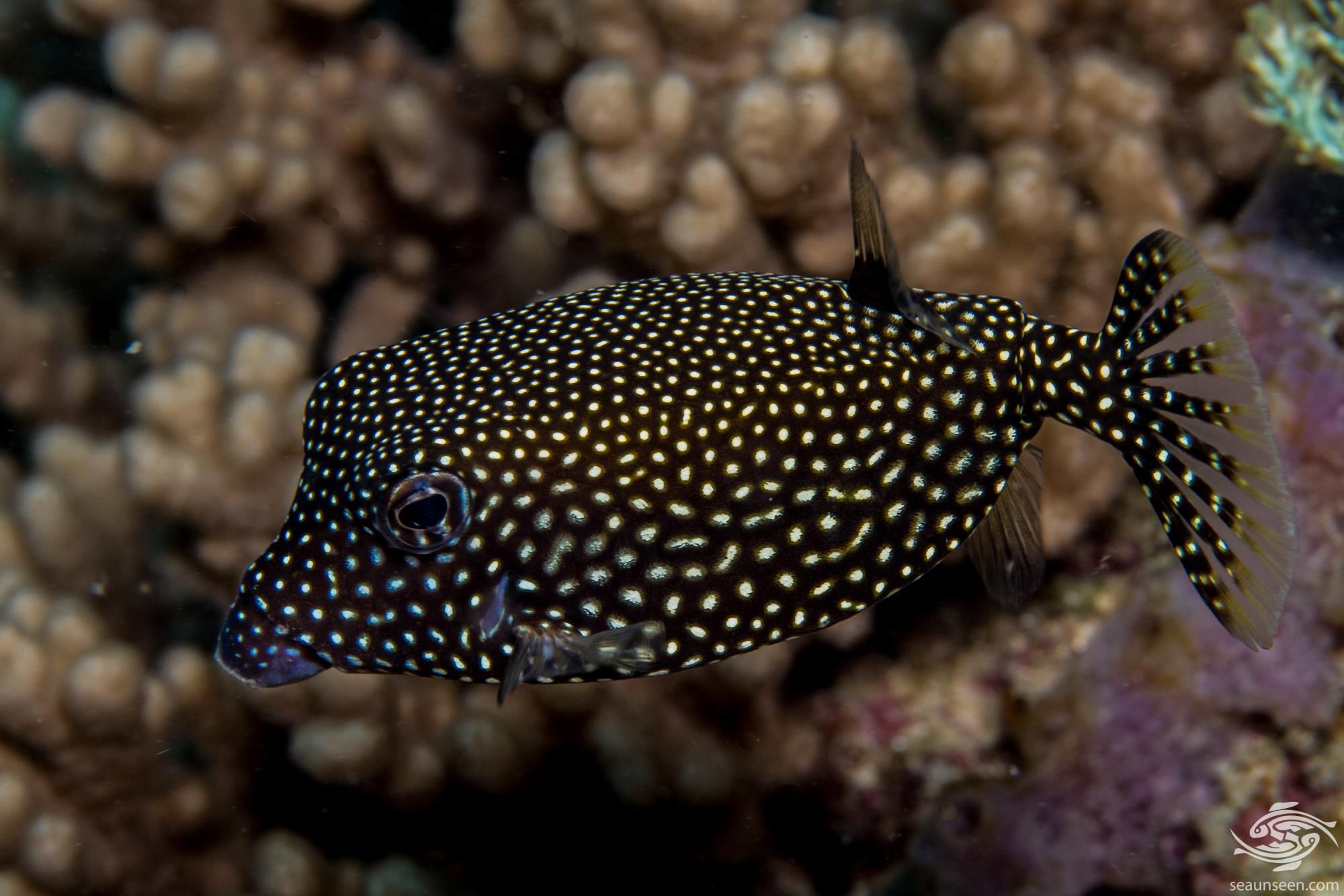 Ostracion meleagris