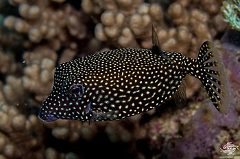 Ostracion meleagris