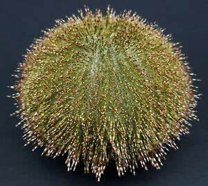 Salmacis sphaeroides
