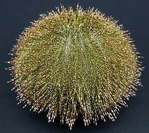 Salmacis sphaeroides