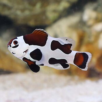 Amphirion ocellaris Mocha storm (reef safe)