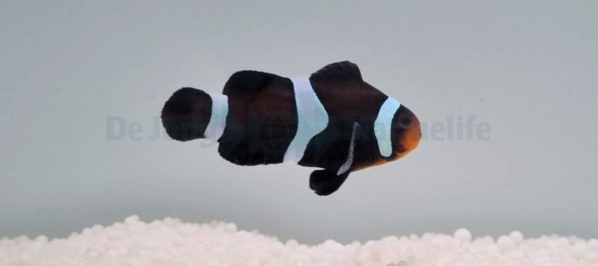 Amphiprion ocellaris Darwin par