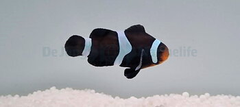 Amphiprion ocellaris Darwin par
