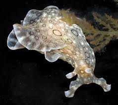 Aplysia Dactylomela