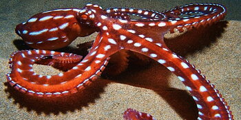 Callistoctopus macropus