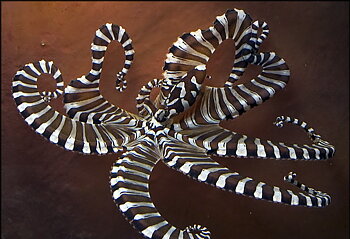 Wunderpus photogenicus