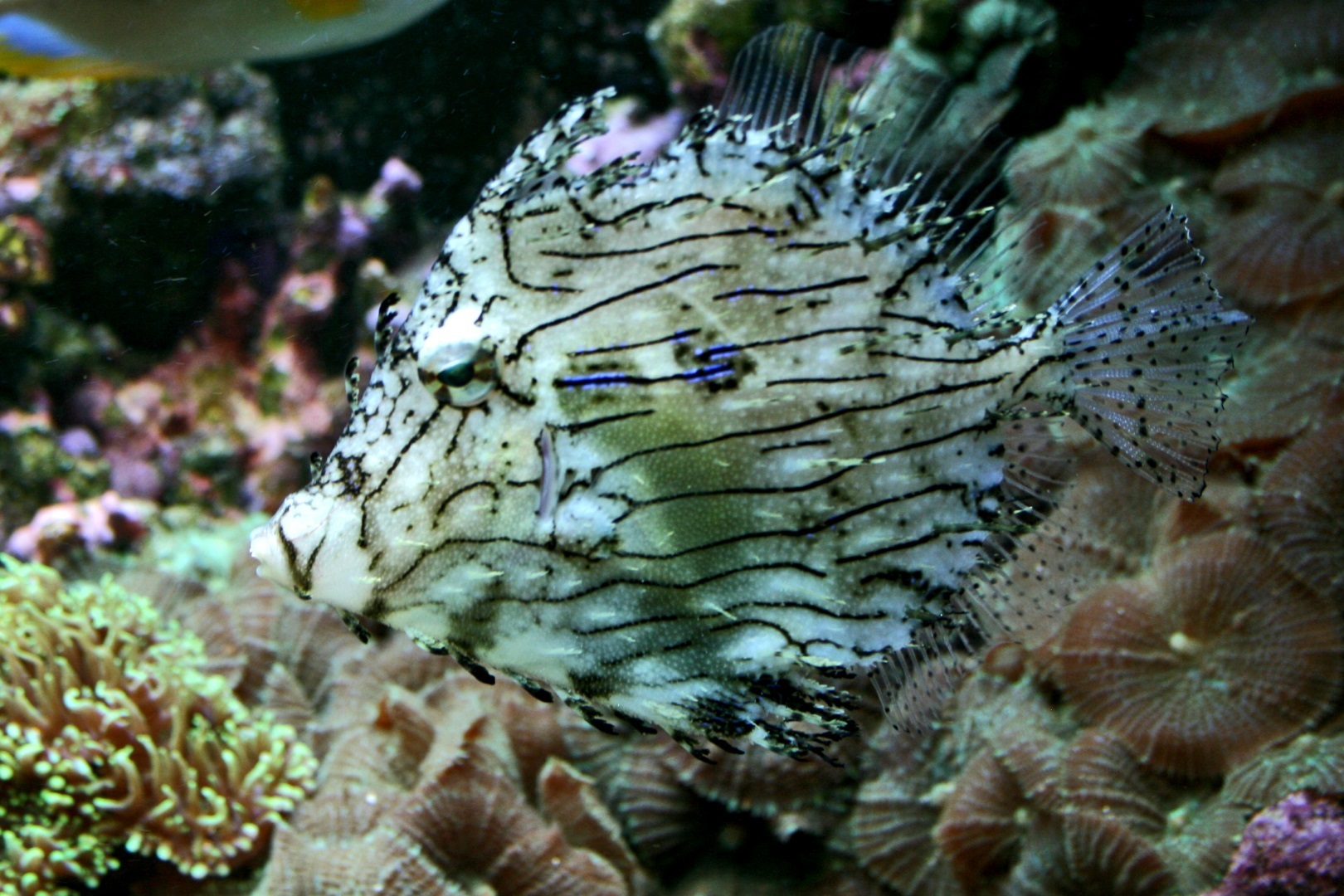 Chaetodermis Penicilligerus