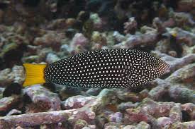 Anampses melanurus