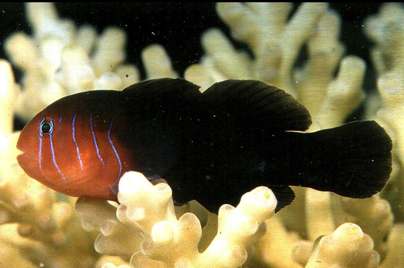 Gobiodon quinquestrigatus (reef safe)