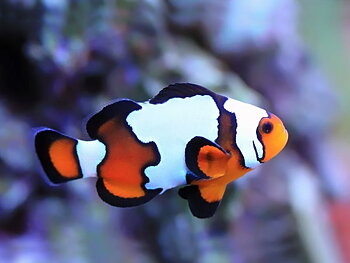 Amphirion ocellaris snow onyx (reef safe)
