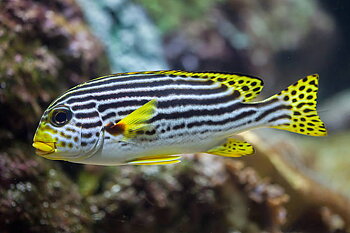 Plectorhinchus lineatus