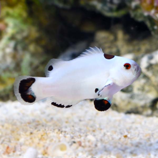 Amphirion ocellaris platinum storm (reef safe)