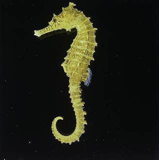 Hippocampus Barbouri yellow