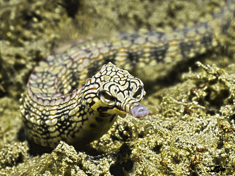 Corythoichthys intestinalis