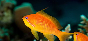 Pseudanthias squamipinnis (reef safe)