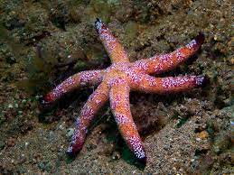 Linckia multiflora (reef safe)