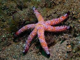 Linckia multiflora (reef safe)