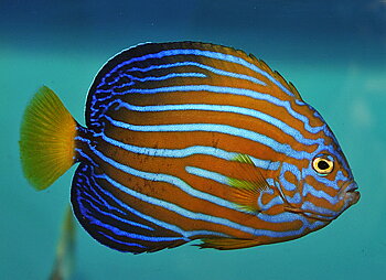 Chaetodontoplus Septentrionalis