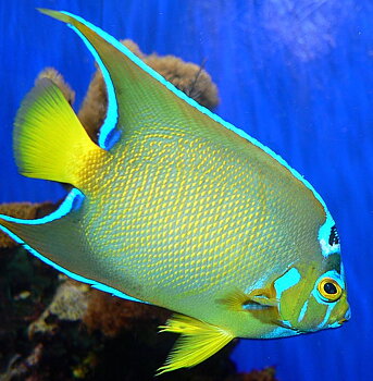 Holacanthus Bermudensis