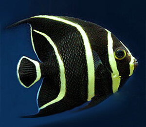 Pomacanthus paru