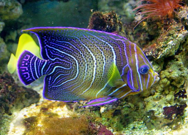 Pomacanthus semicirculatus